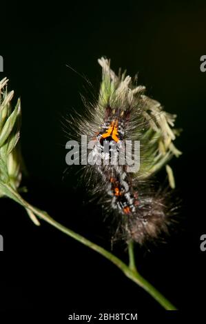 Schwanenmotte, Raupe, Sphrageidus similis, auf Blatt sitzend, Bayern, Deutschland Stockfoto
