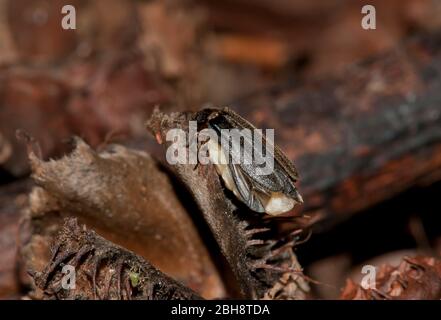 Firefly, Lampyridae, Männchen, Weibchen, in Paarung, auf trockenem Blatt, Bayern, Deutschland Stockfoto