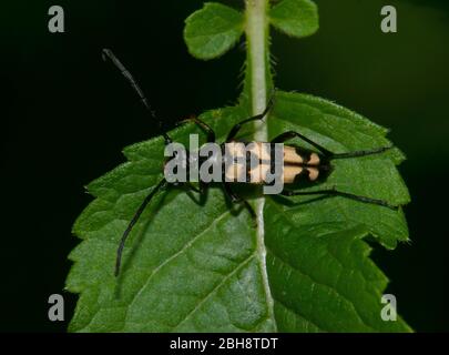 Langhornkäfer, Leptura quadrifasciata, Strangalia quadrifasciata, auf Blatt sitzend, Bayern, Deutschland Stockfoto