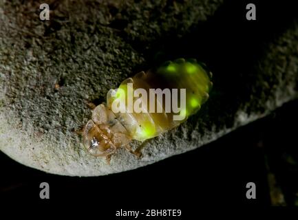 Firefly, Lampyridae, mit beleuchteten Lichtregeln, Bayern, Deutschland Stockfoto