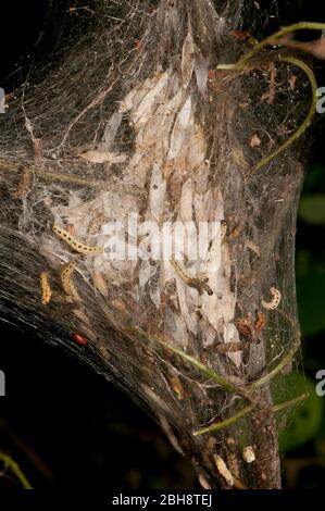 Vogelkirsche Erminenmotte, Yponomeuta evonymella, Kokons und Raupen, in eigenen Spinnweben, Bayern, Deutschland Stockfoto