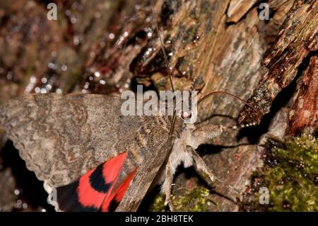 Roter Unterflügel, Catocala nupta, auf Baumrinde sitzend, Köder saugend, Porträt, Bayern, Deutschland Stockfoto
