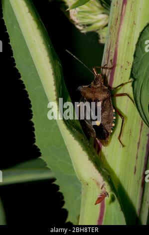 Rotbeinige Waldkäfer, Pentatoma rufipes, auf stacheliger Pflanze, Bayern, Deutschland Stockfoto