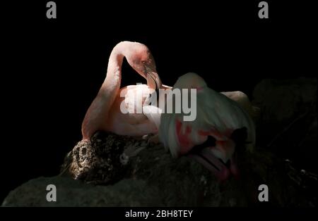 Rosa Flamingos, Phoenicopteridae, Paar, auf ihrem Nest sitzend, Zoo, Bayern, Deutschland Stockfoto