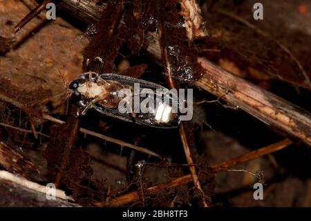 Firefly, Lampyridae, Männchen von unten, mit beleuchteten Lichtregeln Stockfoto