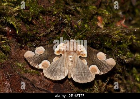 Pfirsichblüte, Thyatira batis, auf Baumstamm sitzend, Bayern, Deutschland Stockfoto