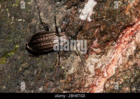 Käfer, Karabus granulatus, auf Totholz, Bayern, Deutschland Stockfoto