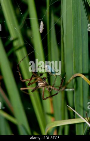 Wespenspinne, Argiope bruennichi, männlich, in ihrem Netz, Bayern, Deutschland Stockfoto