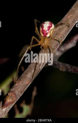 Rot-gestreifte Kugelspinne, Enoplognatha ovata, an ihrem Faden hängend, Bayern, Deutschland Stockfoto