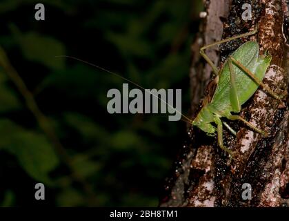 Bush Cricket, Tettigonia Cantans, auf Baumstamm sitzend, Bayern, Deutschland Stockfoto