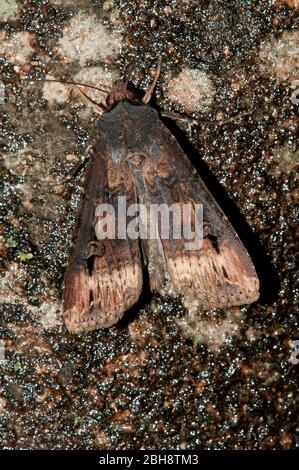 Dunkles Schwertgras, Agrotis ipsilon, Sauger, Bayern, Deutschland Stockfoto