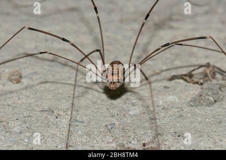 Harvestman, Opiliones, auf Stein sitzend, Bayern, Deutschland Stockfoto