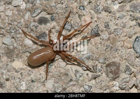 Holzlausspinne, Dysdera crocata, kriechend auf Beton, Bayern, Deutschland Stockfoto