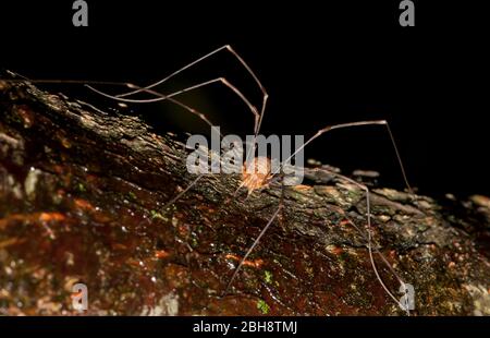 Harvestman, Opiliones, auf Baumrinde sitzend, Bayern, Deutschland Stockfoto