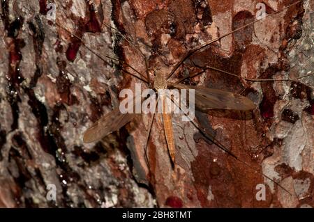 Kranfliege, Tipulidae, auf Kiefernrinde sitzend, Bayern, Deutschland Stockfoto