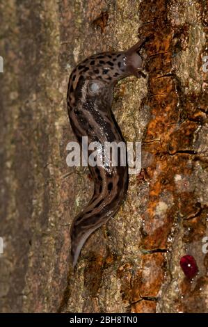 Große graue Schnecke, LiMax maximus, auf Baumrinde, kriechend, Bayern, Deutschland Stockfoto