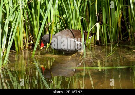 Moorhuhn, Gallinula chloropus, versteckt im Schilfgürtel, Zoo, Bayern, Deutschland Stockfoto