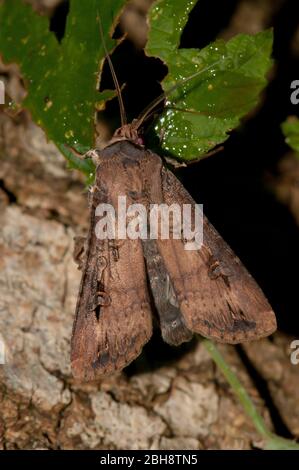 Dunkles Schwertgras, Agrotis ipsilon, auf Blatt sitzend, lutschender Köder, Bayern, Deutschland Stockfoto