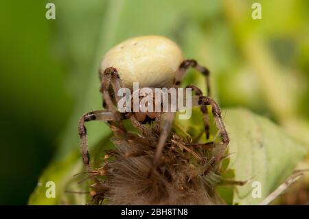 Vierfleckiger Orbweber, Araneus quadratus, auf einer Distelblüte, lauert auf Beute, Bayern, Deutschland Stockfoto
