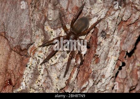 Spinne, Scotophaeus scutulatus, sitzend auf gritty Boden, Bayern, Deutschland Stockfoto