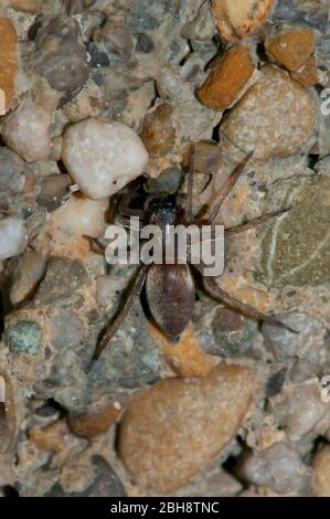 Spinne, Scotophaeus scutulatus, sitzend auf gritty Boden, Bayern, Deutschland Stockfoto