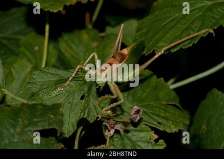 bush Cricket, Tettigonia Cantans, sitzend auf Brombeerblättern, Bayern, Deutschland Stockfoto