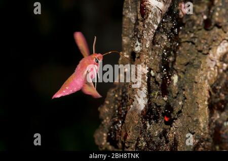 Kleiner Elefantenfalke, Deilephila porcellus, im Flug, Bayern, Deutschland Stockfoto