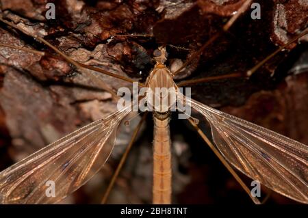 Kranfliege, Tipulidae, auf Kiefernrinde sitzend, Bayern, Deutschland Stockfoto