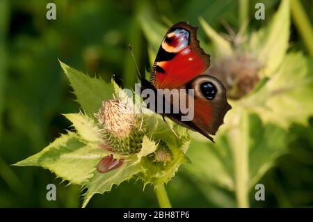 Pfauenschmetterling, Aglais io, Inachis io, Nymphalis io, auf Kohlkratzdistel sitzend, Nektar saugend, Bayern, Deutschland Stockfoto