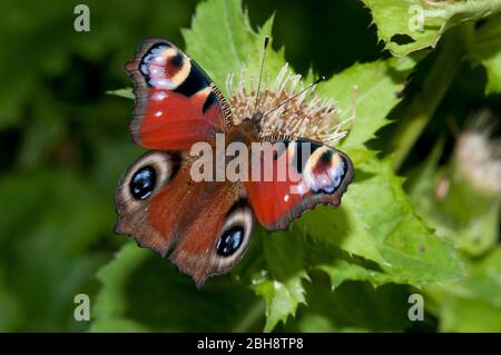 Pfauenschmetterling, Aglais io, Inachis io, Nymphalis io, auf Kohlkratzdistel sitzend, Nektar saugend, Bayern, Deutschland Stockfoto