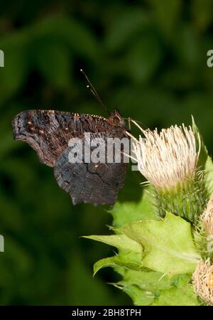 Pfauenschmetterling, Aglais io, Inachis io, Nymphalis io, auf Kohlkratzdistel sitzend, Nektar saugend, Bayern, Deutschland Stockfoto