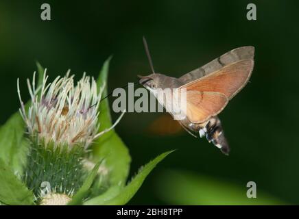 Taubenschwanz, Macroglossum stellatarum, saugend im Flug bei Kohl Kratzdistel, Bayern, Deutschland Stockfoto