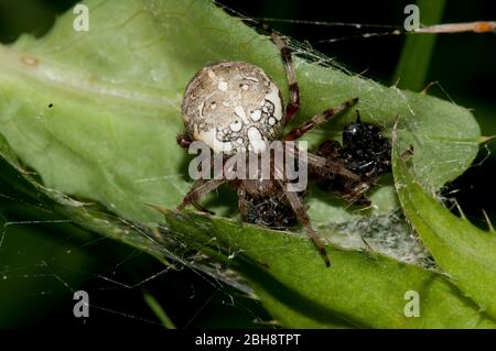 Vierfleckiger Orbweber, Araneus quadratus, auf einer Distelblüte, lauert auf Beute, Bayern, Deutschland Stockfoto