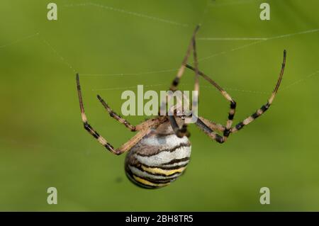 Wespenspinne, Argiope bruennichi, in ihrem Netz, Bayern, Deutschland Stockfoto