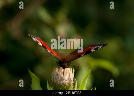 Pfauenschmetterling, Aglais io, Inachis io, Nymphalis io, auf Kohlkratzdistel sitzend, Nektar saugend, Bayern, Deutschland Stockfoto