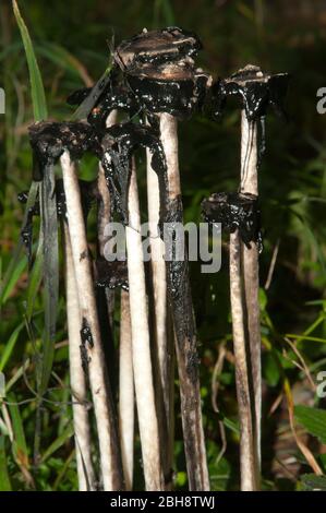 Schroffe Tintenkappe, Coprinus comatus, in einer Gruppe, auf Waldboden, Bayern, Deutschland Stockfoto