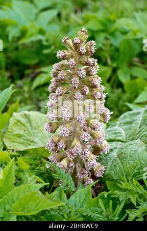 Butterbur (petasites hybridus), Nahaufnahme einer Spitze männlicher Blüten, die durch die Vegetation aufwächst. Stockfoto