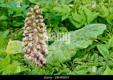 Butterbur (petasites hybridus), Nahaufnahme eines Dorns männlicher Blüten, die durch die Vegetation wachsen, zusammen mit einem der großen Blätter der Pflanze pro Stockfoto