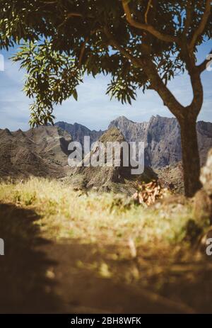 Erstaunliche riesige karge Bergkette erscheint am Horizont. Glühende Sonne der einzige Mangobaum, der Schatten bietet. Santo Antao Island, Kap Verde. Stockfoto