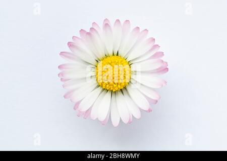 Daisy (bellis perennis), Nahaufnahme Stillleben einer einzigen Blume Schuss in weichem Licht, isoliert vor einem weißen Hintergrund. Stockfoto