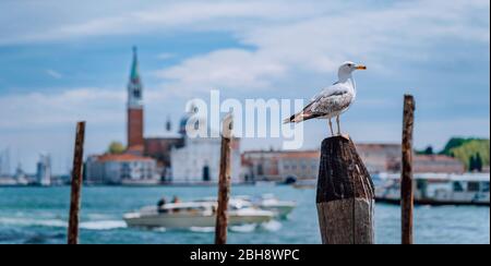 Panoramasicht auf das verschwommene Venedig-Panorama auf die vor der Möwe gelegene Böschung Venedigs. Beliebteste Touristenattraktion, Urlaub in der Sommerstadt in Italien. Stockfoto