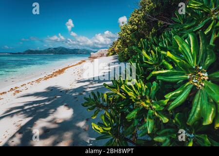 Tropische Pflanzen an der berühmten Anse Source D'Argent Beach auf der Insel La Digue, Seychellen. Exotische Paradies reisen Landschaft Konzept geschossen. Stockfoto