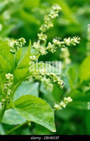 Merkur des Hundes (mercurialis perennis), Nahaufnahme der männlichen Blüten. Weibliche Blüten wachsen auf separaten Pflanzen. Stockfoto