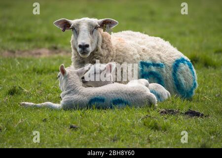 Cumbernauld, Großbritannien. April 2020. Im Bild: Frühlingslämmer ruhen in einem saftig grünen Grasfeld unter der Nachmittagssonne. Quelle: Colin Fisher/Alamy Live News Stockfoto