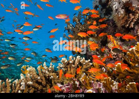 Über Korallenriff lyretail Anthias, Pseudanthias squamipinnis, Brother Islands, Rotes Meer, Ägypten Stockfoto