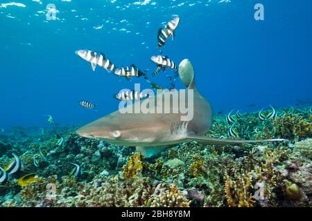 Ozeanische Weißspitzen Hai, Carcharhinus Longimanus, Brother Islands, Rotes Meer, Ägypten Stockfoto