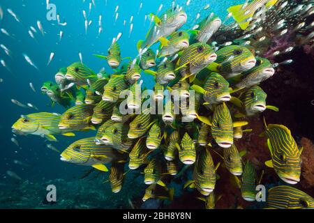 Fischschwarm von gelb-Band Süßlippen, Plectorhinchus Polytaenia, Raja Ampat, West Papua, Indonesien Stockfoto