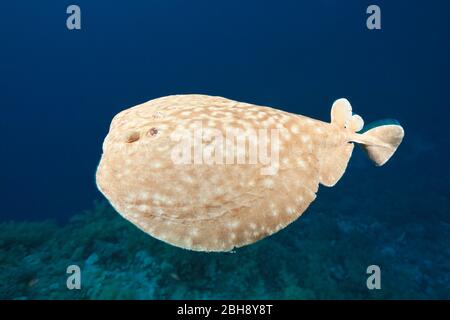 Elektrische Ray, Torpedo Panthera, Brother Islands, Rotes Meer, Ägypten Stockfoto