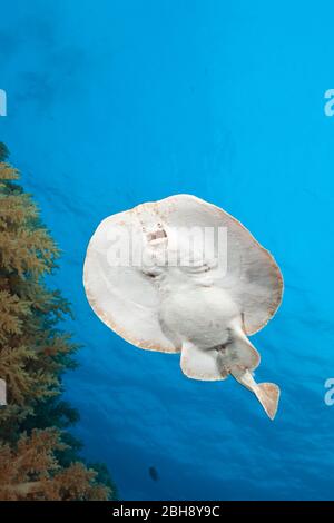 Elektrische Ray, Torpedo Panthera, Brother Islands, Rotes Meer, Ägypten Stockfoto