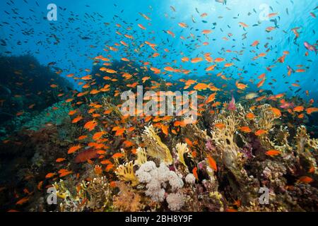 Über Korallenriff lyretail Anthias, Pseudanthias squamipinnis, Brother Islands, Rotes Meer, Ägypten Stockfoto